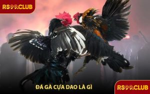Đá Gà Cựa Dao Là Gì